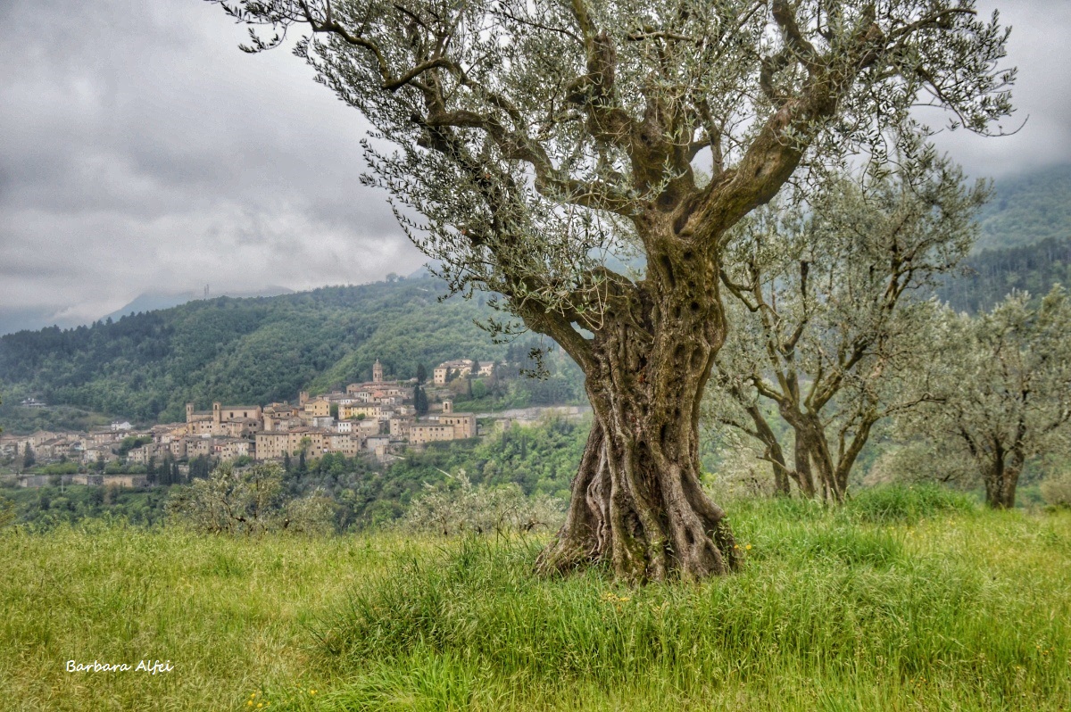 Italian National Database of Monovarietal Extra Virgin Olive Oils ...